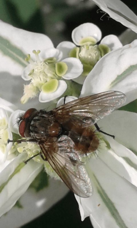 Tachinidae?  S, Tachinidae Tachininae sp.